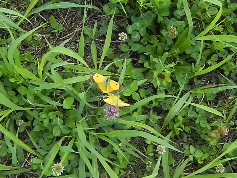 Colias crocea e uova